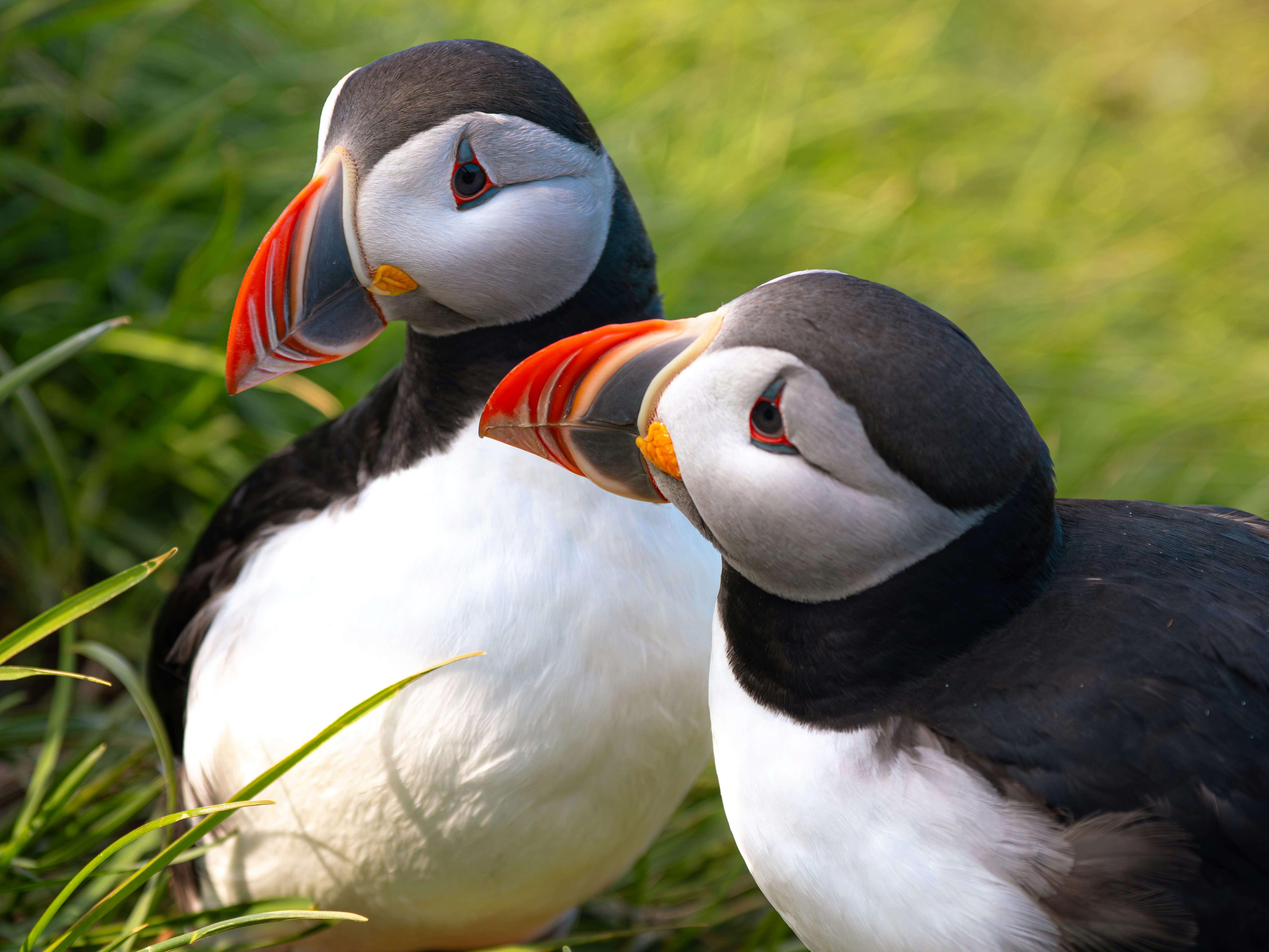 cute birds